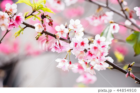 桜・満開 44854910