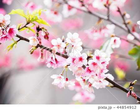桜・満開 44854912