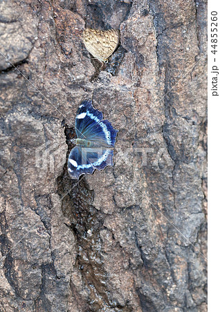 ルリタテハ ルリタテハ 44855260