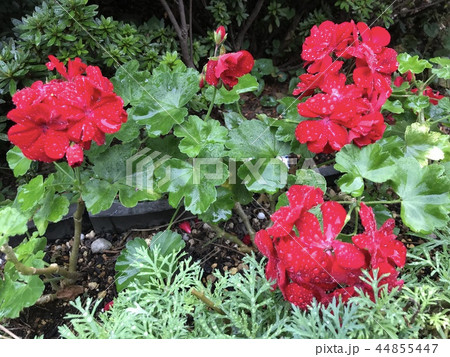赤い花 44855447