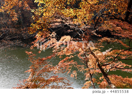 震生湖 紅葉 震生湖 紅葉 44855538