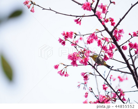 桜・満開 桜・満開 44855552