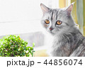 cat sit at window with flower 44856074