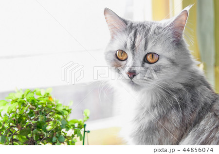 cat sit at window with flower cat sit at window with flower 44856074