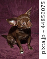 Funny chihuahua puppy on the sofa 44856075