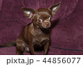 Funny chihuahua puppy on the sofa 44856077