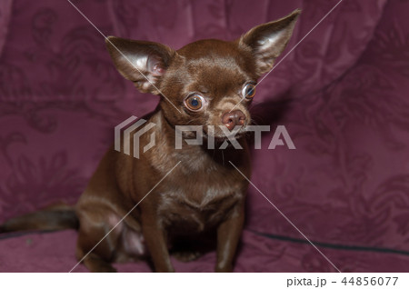 Funny chihuahua puppy on the sofa 44856077