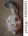 cat sitting on wooden floor 44856091