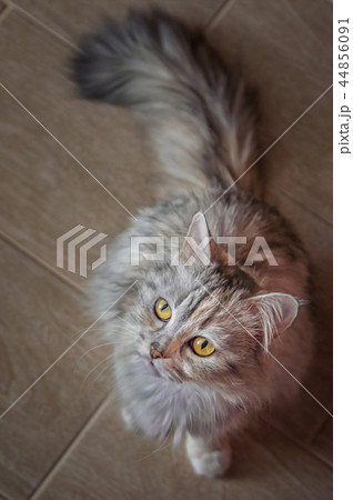 cat sitting on wooden floor cat sitting on wooden floor 44856091