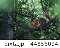 red squirrel sitting on a tree branch and eat nut 44856094