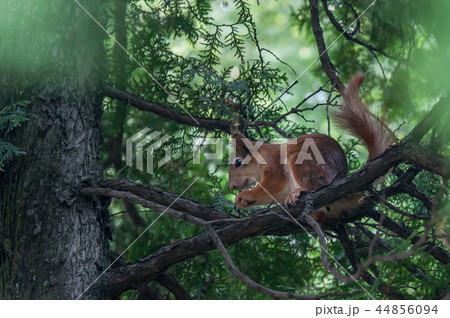 red squirrel sitting on a tree branch and eat nut 44856094