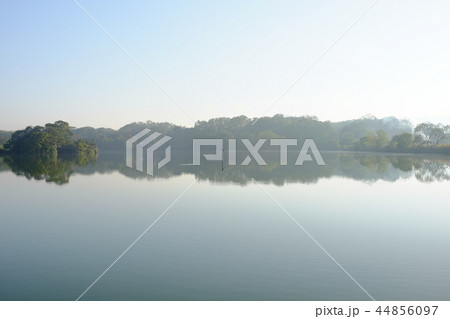一羽の水鳥と水上池（奈良市佐紀町） 44856097