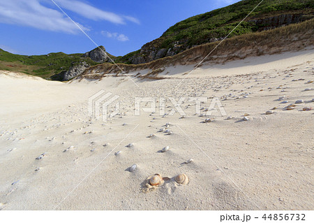 小笠原　南島扇池のヒロベソカタマイマイの半化石 44856732