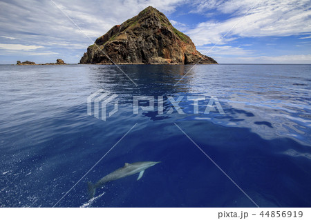 小笠原嫁島　ハシナガイルカの群れ 44856919