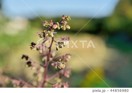 カナムグラの花 カナムグラの花 44856980
