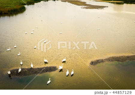 Top down view on floating swans. Top down view on floating swans. 44857129