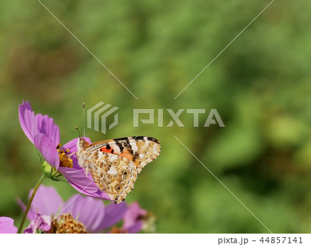 コスモスの密を吸っている蝶　ツマグロヒョウモン　（ Argynnis hyperbius】 44857141