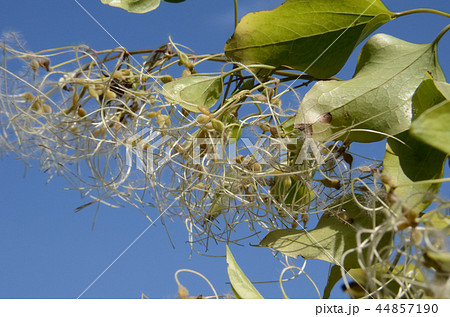 サキシマボタンヅル・先島牡丹蔓、花の終わり状態 44857190