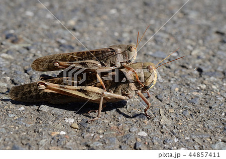 おんぶばった、トノサマバッタのおんぶ おんぶばった、トノサマバッタのおんぶ 44857411