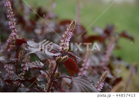 アカジソ・赤紫蘇の花 44857413