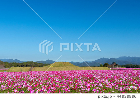 宮崎県西都原古墳のコスモス 44858986