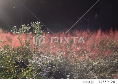 ソウル 公園 良才川 44859120
