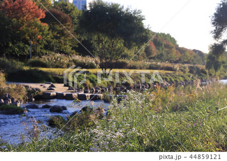 ソウル 公園 良才川 44859121
