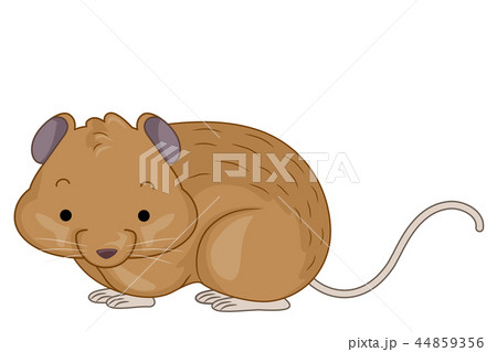 Vole Illustration 44859356