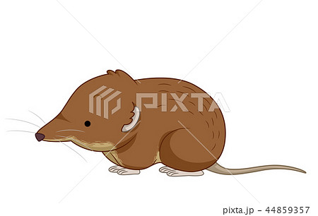 Shrew Illustration 44859357