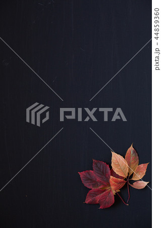 yellow and Red fall leaves on a black background z 44859360