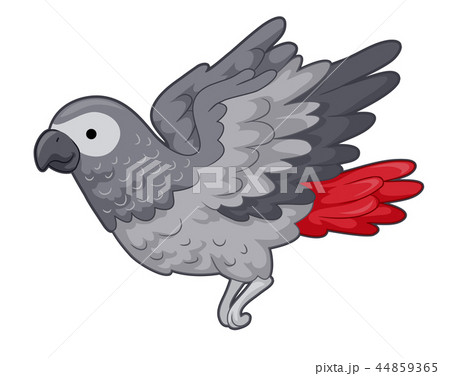 Grey Parrot Illustration 44859365