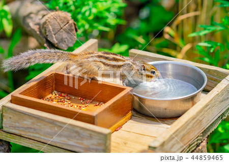 りす物語 りす物語 44859465