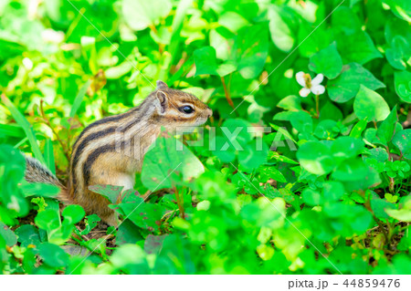 りす物語 44859476