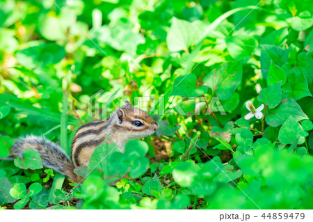 りす物語 りす物語 44859479