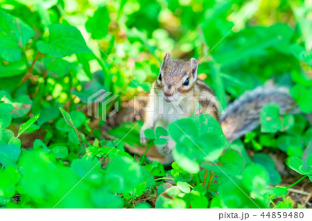 りす物語 44859480