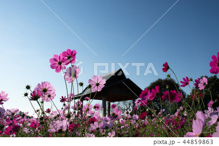 宮崎県西都原古墳舞台 44859863