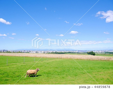 羊ケ丘展望台 44859878