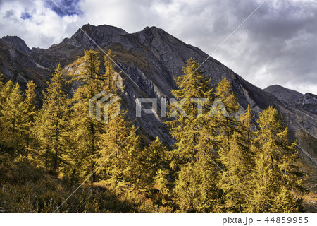 Forest of orange larch trees Forest of orange larch trees 44859955