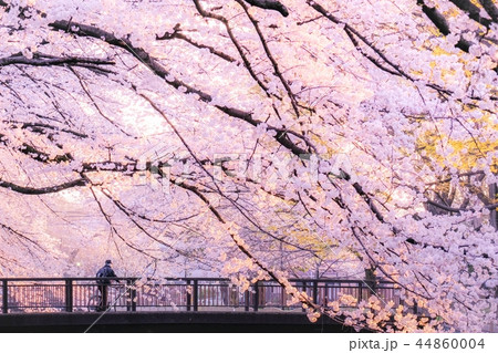 善福寺川緑地の桜 （夕景） 44860004