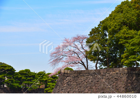 桜景　皇居 44860010