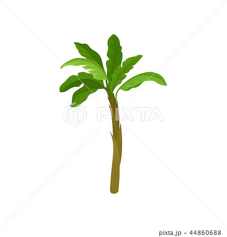 Banana palm tree with bright green leaves. Tropical fruit tree. Element of tropical jungle. Forest 44860688