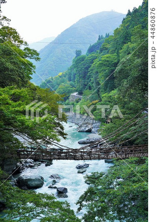 秘境・祖谷のかずら橋 44860876