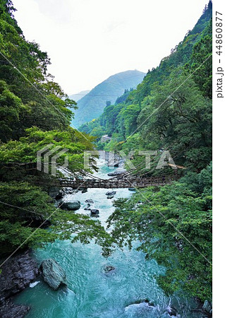 秘境・祖谷のかずら橋 44860877