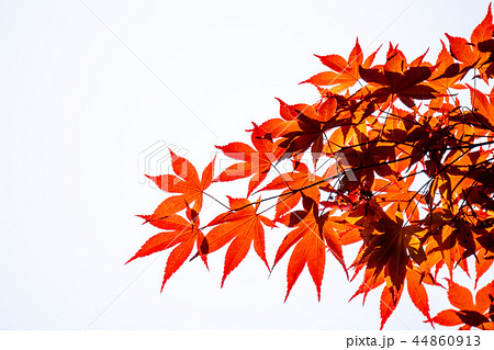 Red Acer palmatum or smooth Japanese-maple leaves 44860913