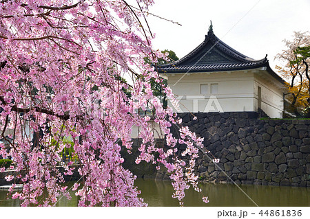 桜景　皇居　大手門 44861836