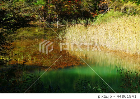 裏磐梯のみどろ沼 裏磐梯のみどろ沼 44861941