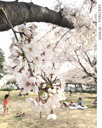 春といえば、お花見 44862883