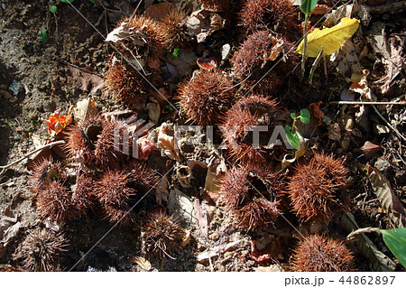 栗のイガ 栗のイガ 44862897