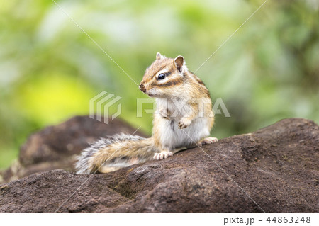 シマリス シマリス 44863248