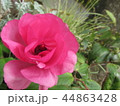 ももいろの花 44863428